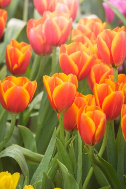 Güzel bir buket lale. Renkli laleler. doğa arkaplanı