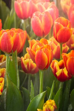Güzel bir buket lale. Renkli laleler. doğa arkaplanı