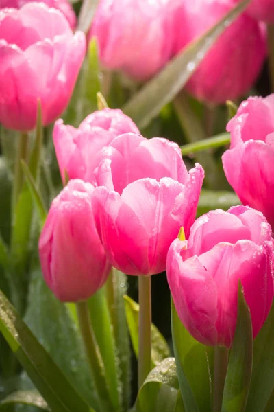 Beau bouquet de tulipes. tulipes colorées. nature arrière-plan — Photo