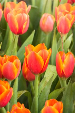 Güzel bir buket lale. Renkli laleler. doğa arkaplanı