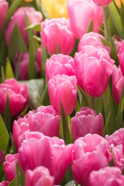 Beau bouquet de tulipes. tulipes colorées. nature arrière-plan — Photo