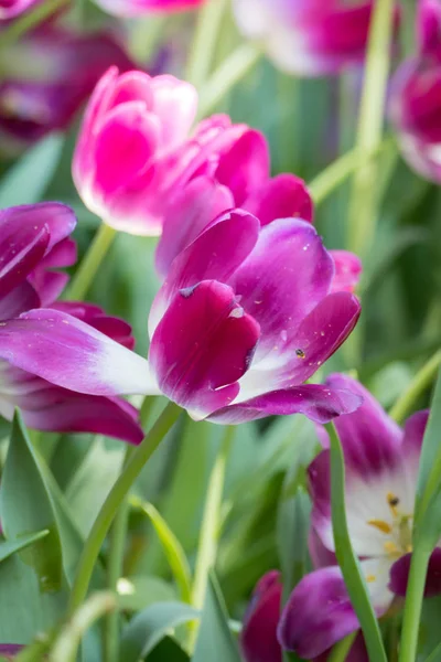 Beautiful bouquet of tulips. colorful tulips. nature background — Stock Photo, Image