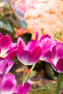 Güzel bir buket lale. Renkli laleler. doğa arkaplanı