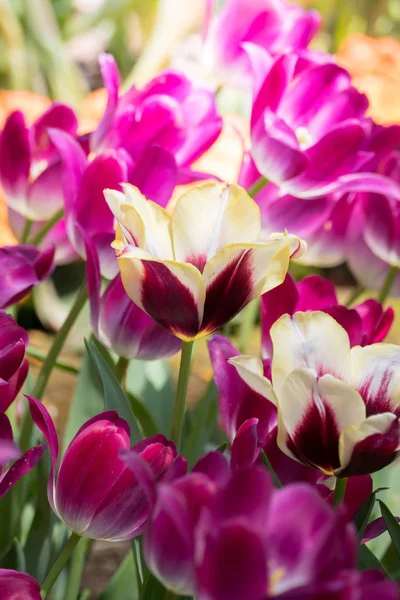 Прекрасный букет тюльпанов. красочные тюльпаны. природа фон — стоковое фото