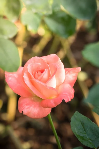 Rosas en el jardín — Foto de Stock