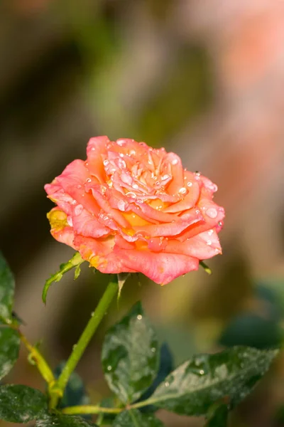 Rose in giardino — Foto Stock