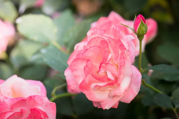 Rosas en el jardín —  Fotos de Stock