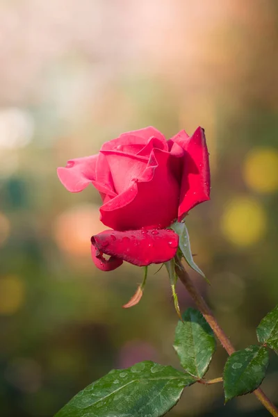花园里的玫瑰 — 图库照片