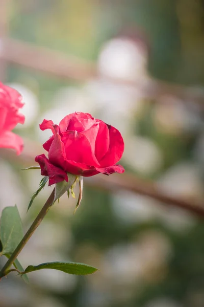 花园里的玫瑰 — 图库照片