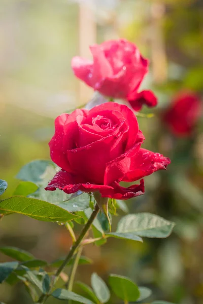 Roses in the garden — Stock Photo, Image