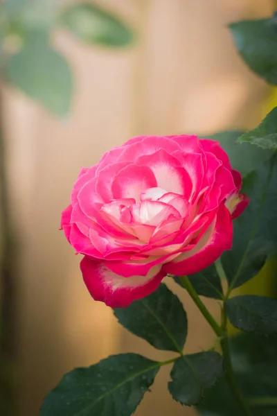 Rosas en el jardín — Foto de Stock