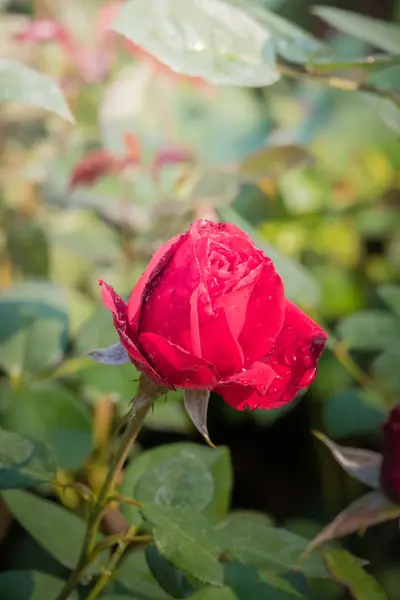 Roses in the garden — Stock Photo, Image