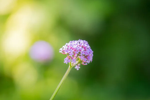 La imagen de fondo de las flores de colores — Foto de Stock