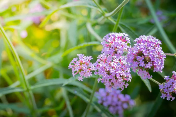 色とりどりの花の背景イメージ — ストック写真