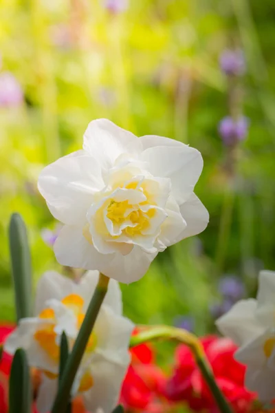 Hermoso ramo de tulipanes. tulipanes coloridos. naturaleza fondo — Foto de Stock