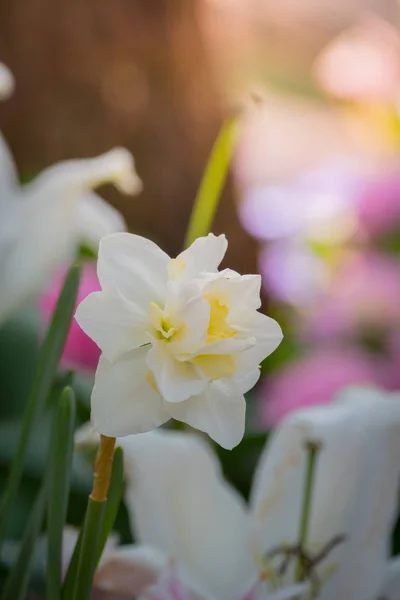 Hermoso ramo de tulipanes. tulipanes coloridos. naturaleza fondo — Foto de Stock