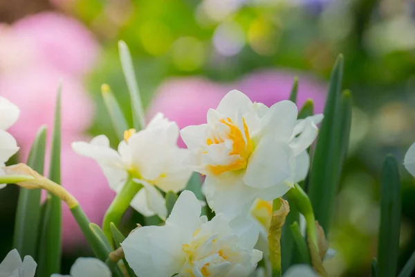 Hermoso ramo de tulipanes. tulipanes coloridos. naturaleza fondo — Foto de Stock