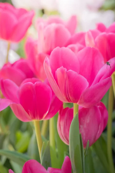 Schöner Strauß Tulpen. Bunte Tulpen. Hintergrund Natur — Stockfoto