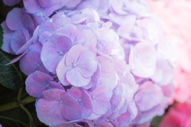 Renkli çiçeklerin arkaplan resmi