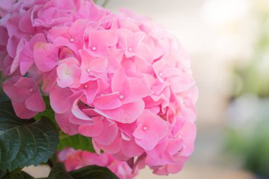 Renkli çiçeklerin arkaplan resmi