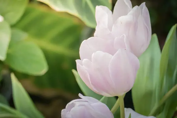 Прекрасный букет тюльпанов. красочные тюльпаны. природа фон — стоковое фото