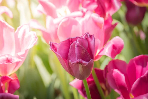 Beautiful bouquet of tulips. colorful tulips. nature background — Stock Photo, Image