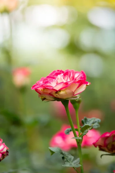 Roses in the garden