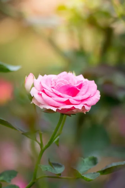 Rosas en el jardín — Foto de Stock