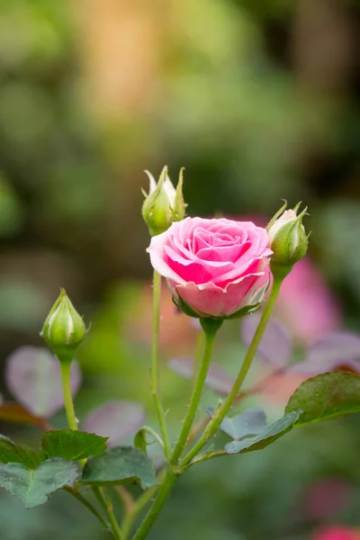 Rosas en el jardín — Foto de Stock