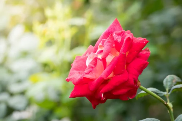 Roses in the garden — Stock Photo, Image