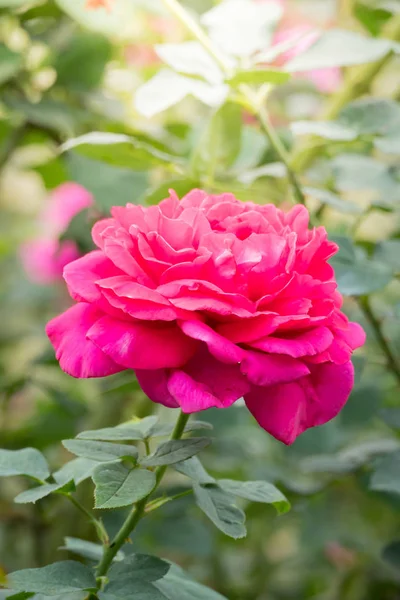 Rosas en el jardín —  Fotos de Stock