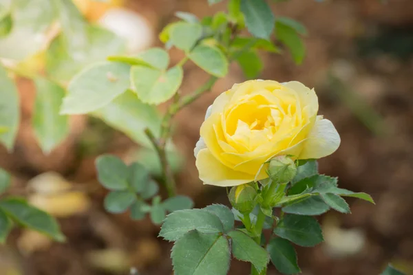 Rosen im Garten — Stockfoto