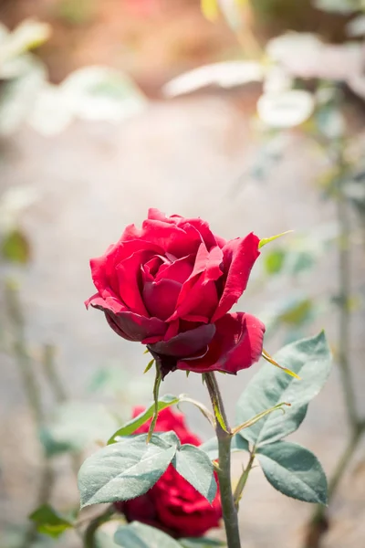 花园里的玫瑰 — 图库照片