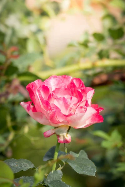 Rosas en el jardín — Foto de Stock