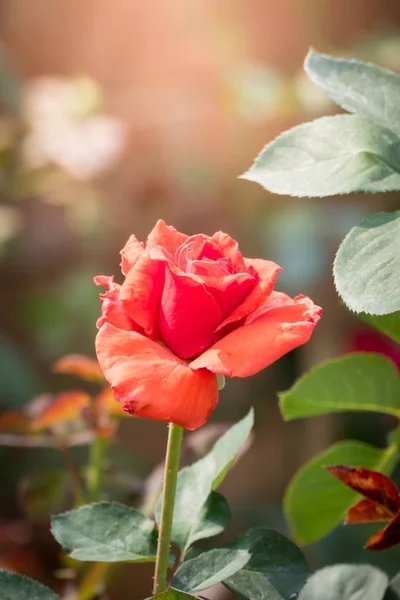 花园里的玫瑰 — 图库照片