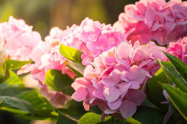 Renkli çiçeklerin arkaplan resmi