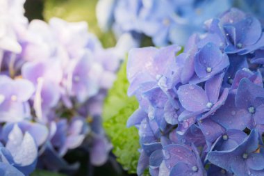 Renkli çiçeklerin arkaplan resmi