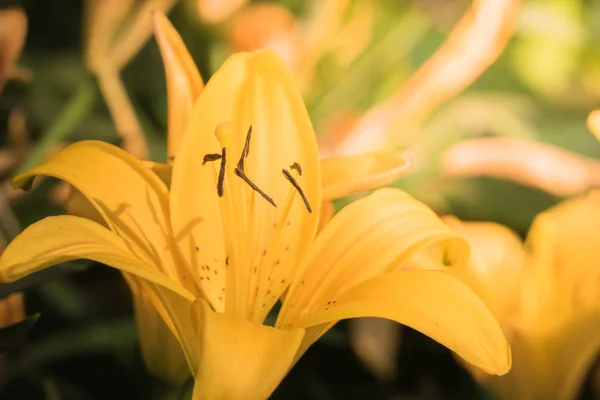 Das Hintergrundbild der bunten Blumen — Stockfoto