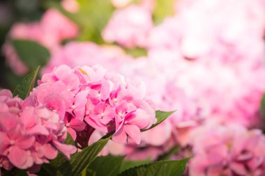 Renkli çiçeklerin arkaplan resmi