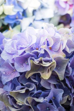 Renkli çiçeklerin arkaplan resmi