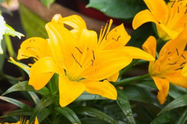 Renkli çiçeklerin arkaplan resmi