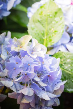 Renkli çiçeklerin arkaplan resmi