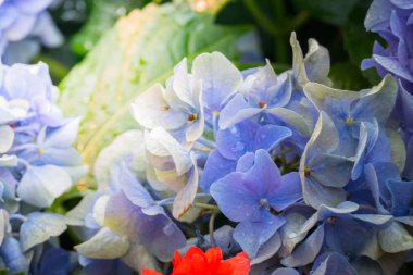 Renkli çiçeklerin arkaplan resmi