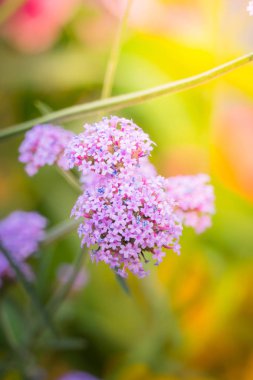 Renkli çiçeklerin arkaplan resmi