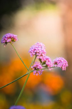 Renkli çiçeklerin arkaplan resmi