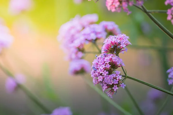 La imagen de fondo de las flores de colores — Foto de Stock