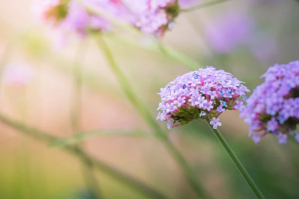 La imagen de fondo de las flores de colores — Foto de Stock