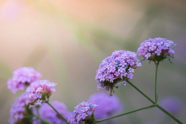 La imagen de fondo de las flores de colores — Foto de Stock