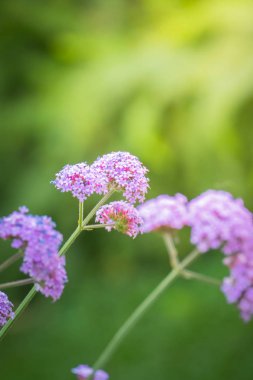 Renkli çiçeklerin arkaplan resmi