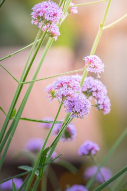 Renkli çiçeklerin arkaplan resmi